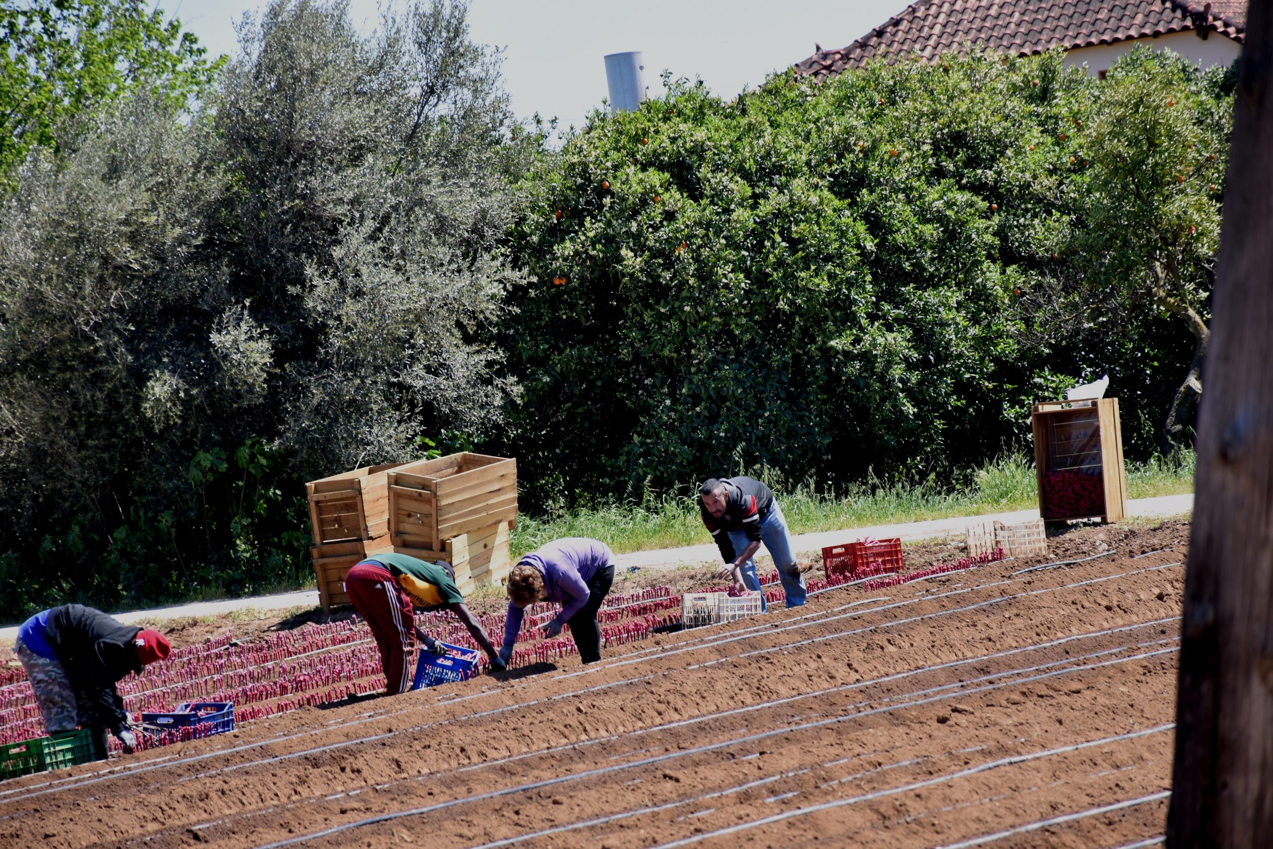 Εργάτες γης – Παράταση προσωρινής απασχόλησης για επιπλέον 90 ημέρες