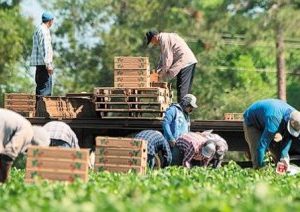 Εργάτες γης: Ενεργή η νέα πλατφόρμα για αιτήσεις – Όλα τα βήματα