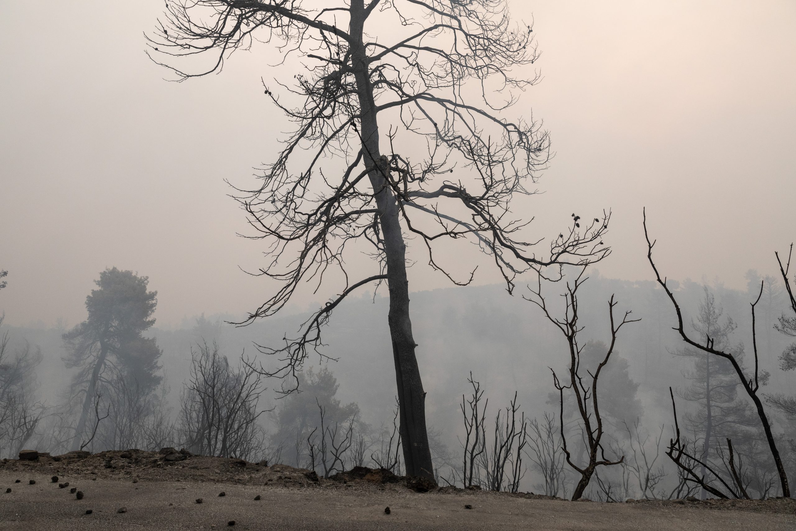 Εύβοια – Χάθηκε το 90% της παραγωγικής δραστηριότητας λόγω της πυρκαγιάς