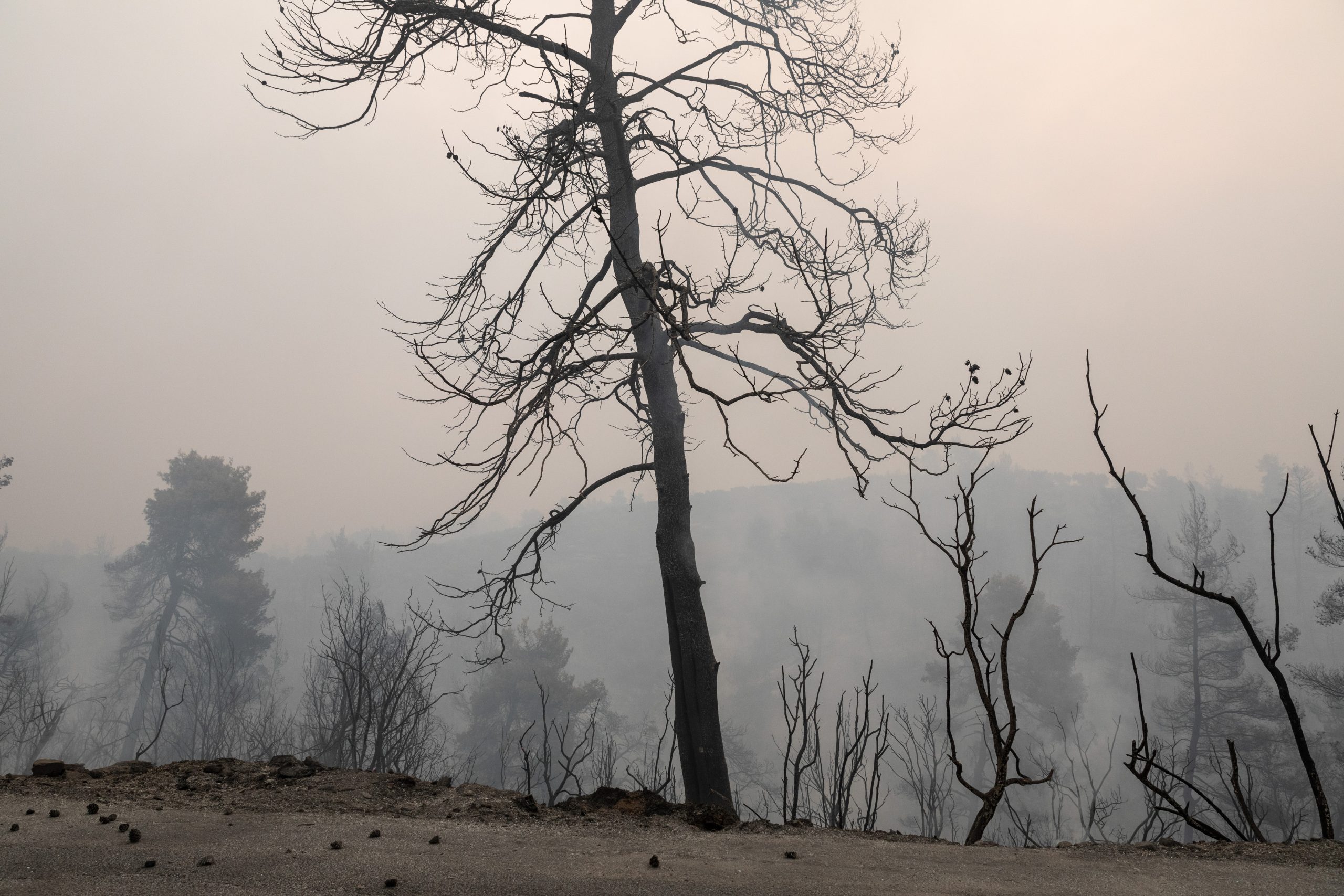 WWF Ελλάς – Επιστολή στον Πρωθυπουργό με 63.000 υπογραφές για πρόληψη δασικών πυρκαγιών