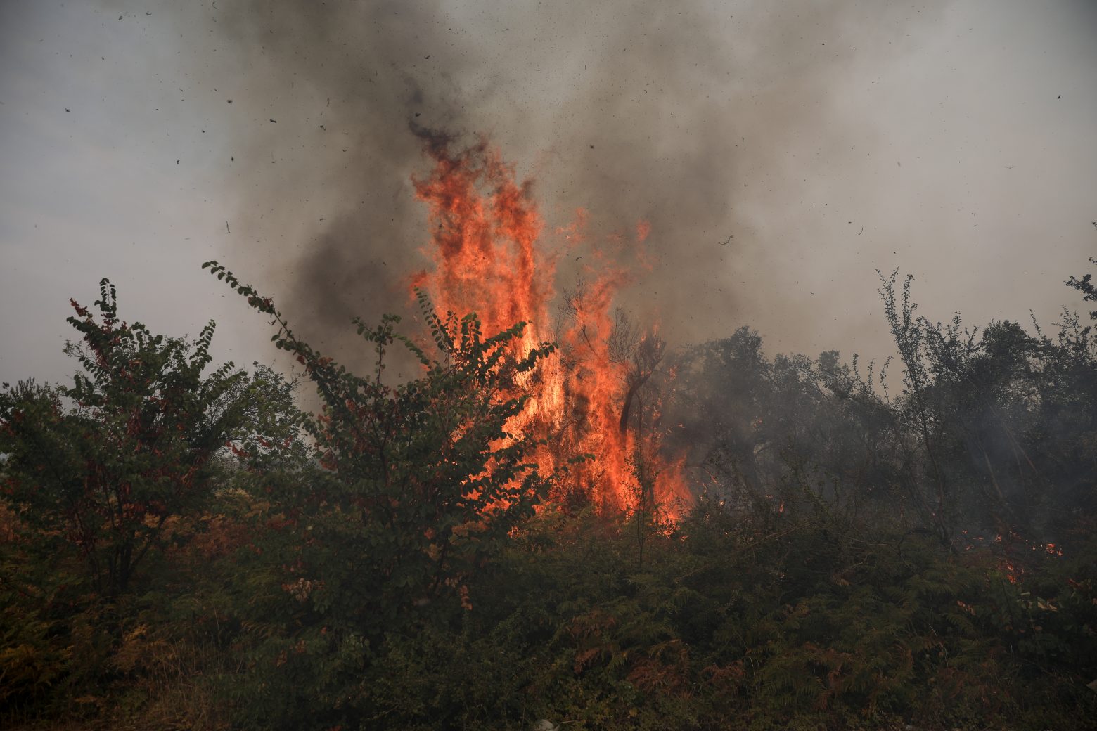 Βίλια – Πυρκαγιά σε δασική έκταση – Ρίψεις νερού κάνουν εναέρια μέσα