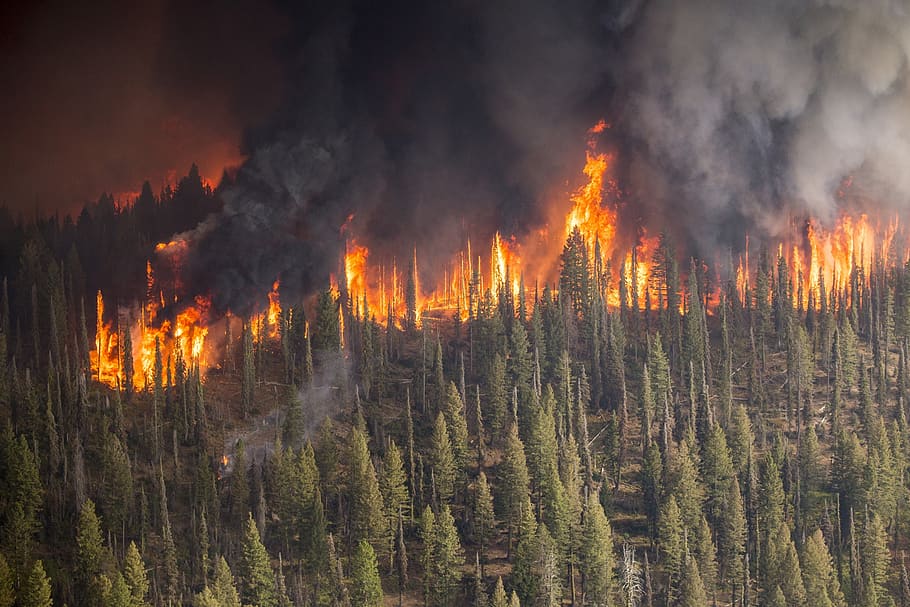 Αστεροσκοπείο – Οι πρόσφατες πυρκαγιές στην Αττική έκαψαν το 16% των δασών της