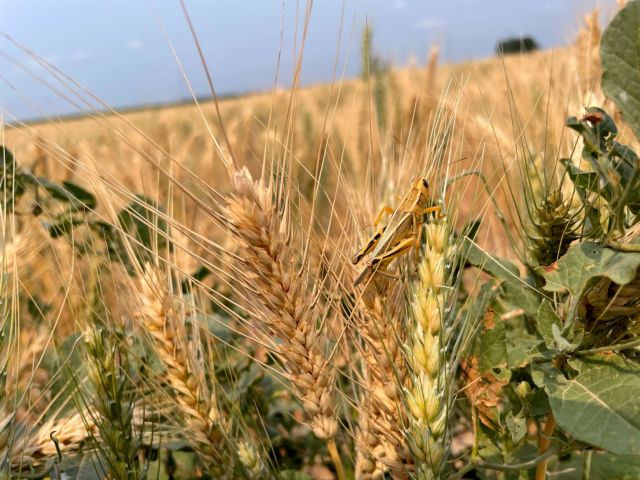 Σιτηρά – Ελλείψεις και άνοδο των τιμών φέρνουν οι μειωμένες σοδειές