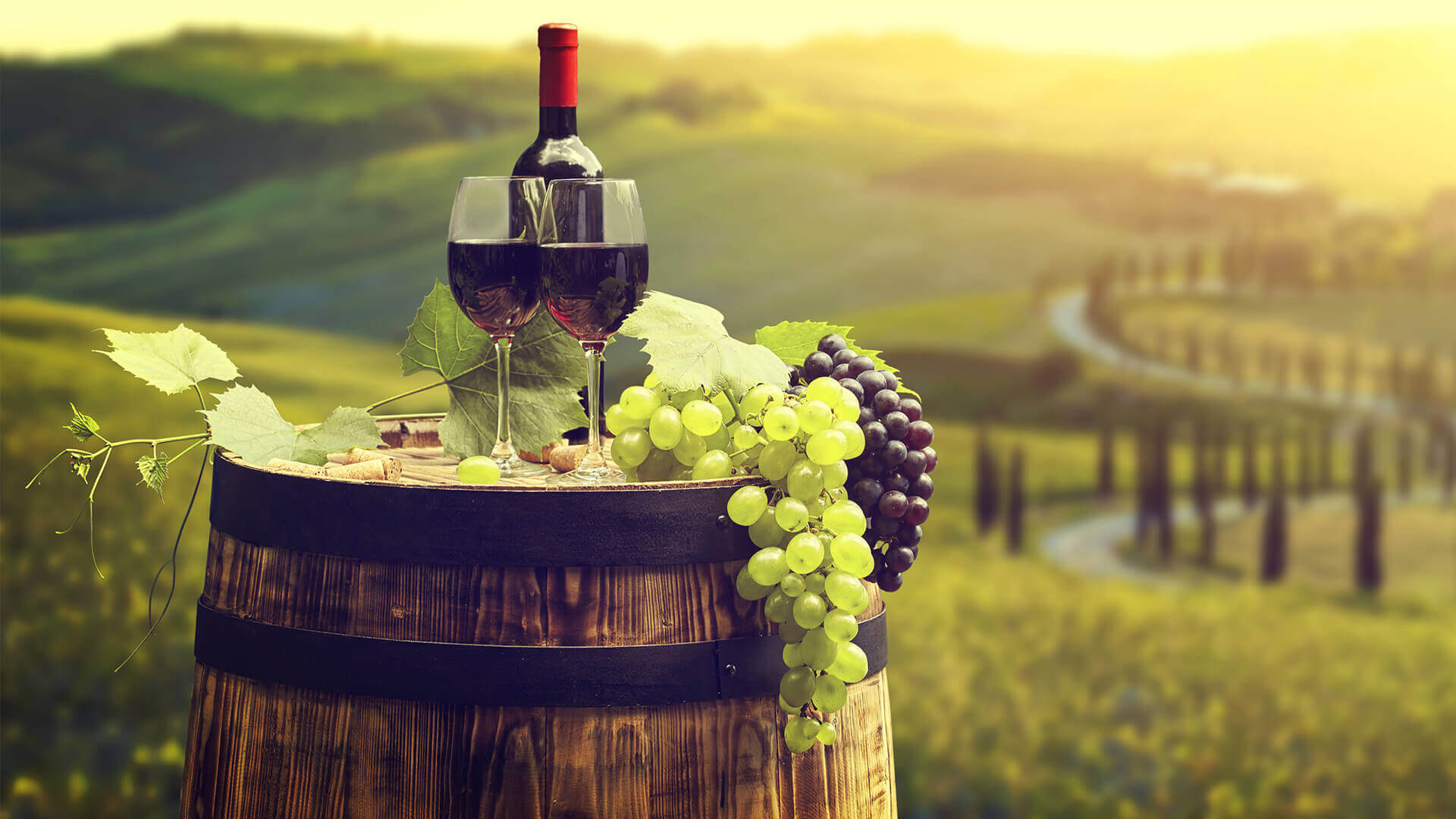 Вино в жизни человека. Шато Пино винодельня. Виноградники Абрау Дюрсо. Вино и виноград. Винный туризм.