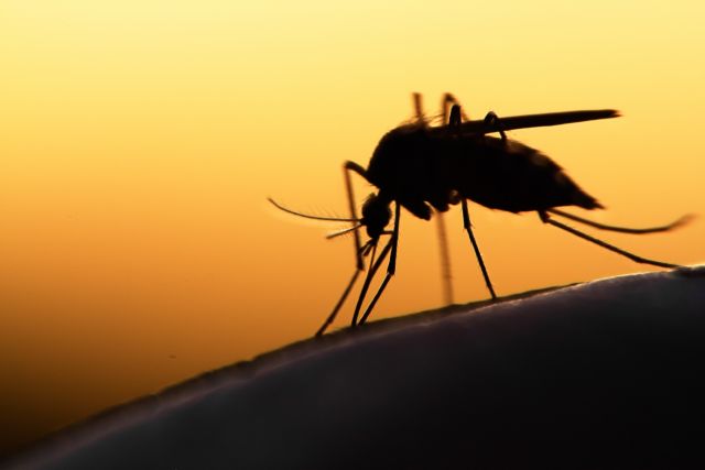 Οι νέες τεχνολογίες γονιδιωματικής στη μάχη κατά των κουνουπιών και των ιών που μεταφέρουν