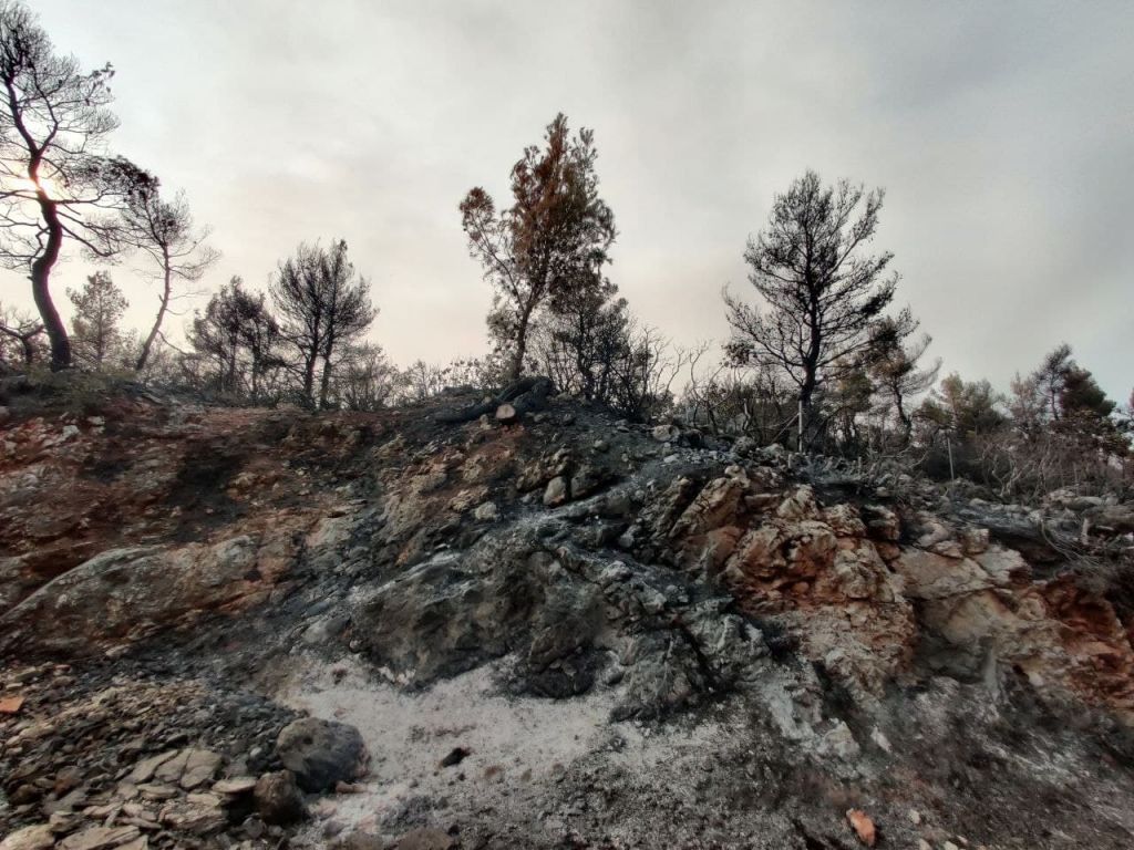 Πάνω από 650 χιλ. στρέμματα οι καμένες εκτάσεις σε Εύβοια, Αττική και Λακωνία