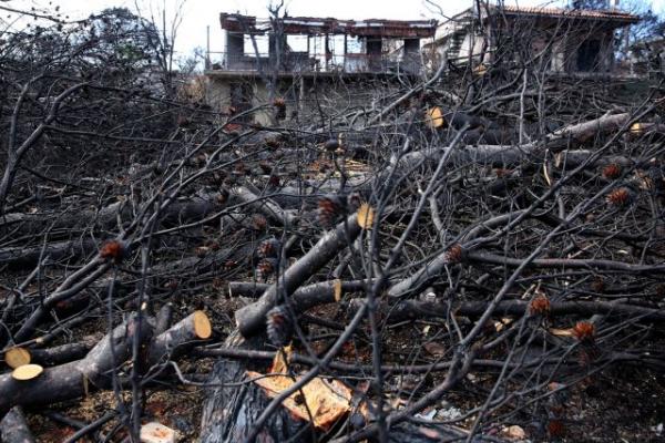 The process of felling trees on private land is simplified, outside settlement boundaries