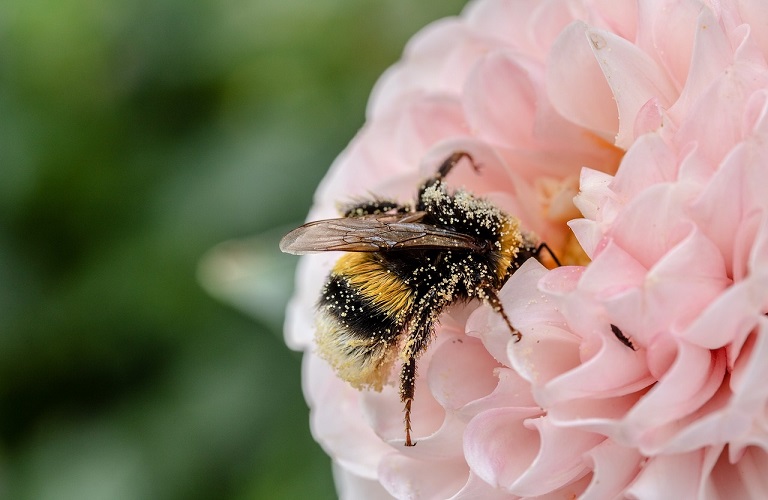 «Σώστε τις μέλισσες και τους αγρότες»