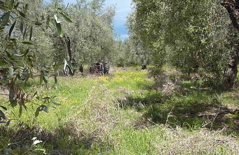 Ελέγχονται όσοι δήλωσαν στον ΟΠΕΚΕΠΕ δημόσιες εκτάσεις ως ιδιωτικές