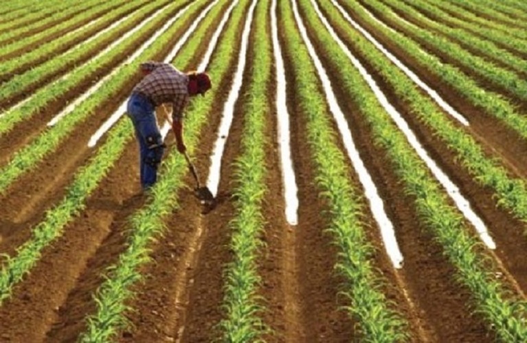 ΕΛΣΤΑΤ – Αύξηση 14,3% του δείκτη τιμών εκροών στη γεωργία-κτηνοτροφία τον Ιούλιο