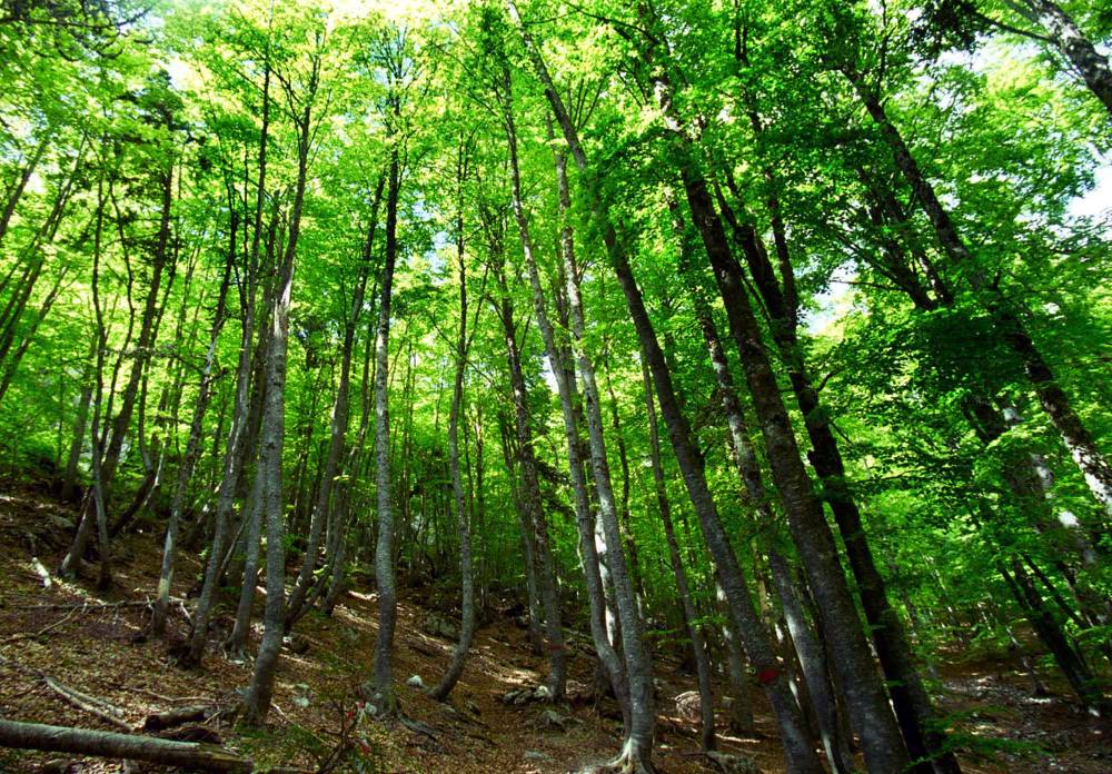 Δάση: Επιδοτήσεις 150 εκατ. ετησίως για απόληψη βιομάζας