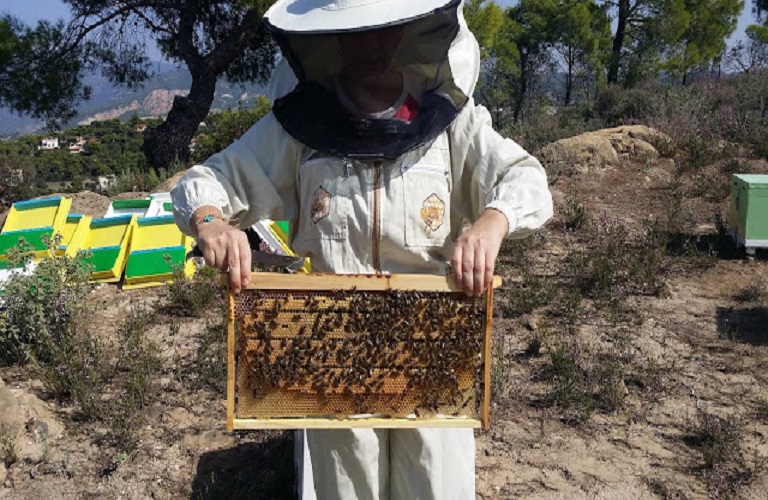Μελισσοκομικό μητρώο –  Ξεκινούν οι δηλώσεις κατεχόμενων κυψελών