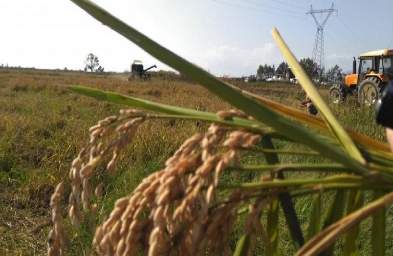 Αναγνωρίζεται ως Εθνική η Διεπαγγελματική Οργάνωση Ελληνικού Ρυζιού