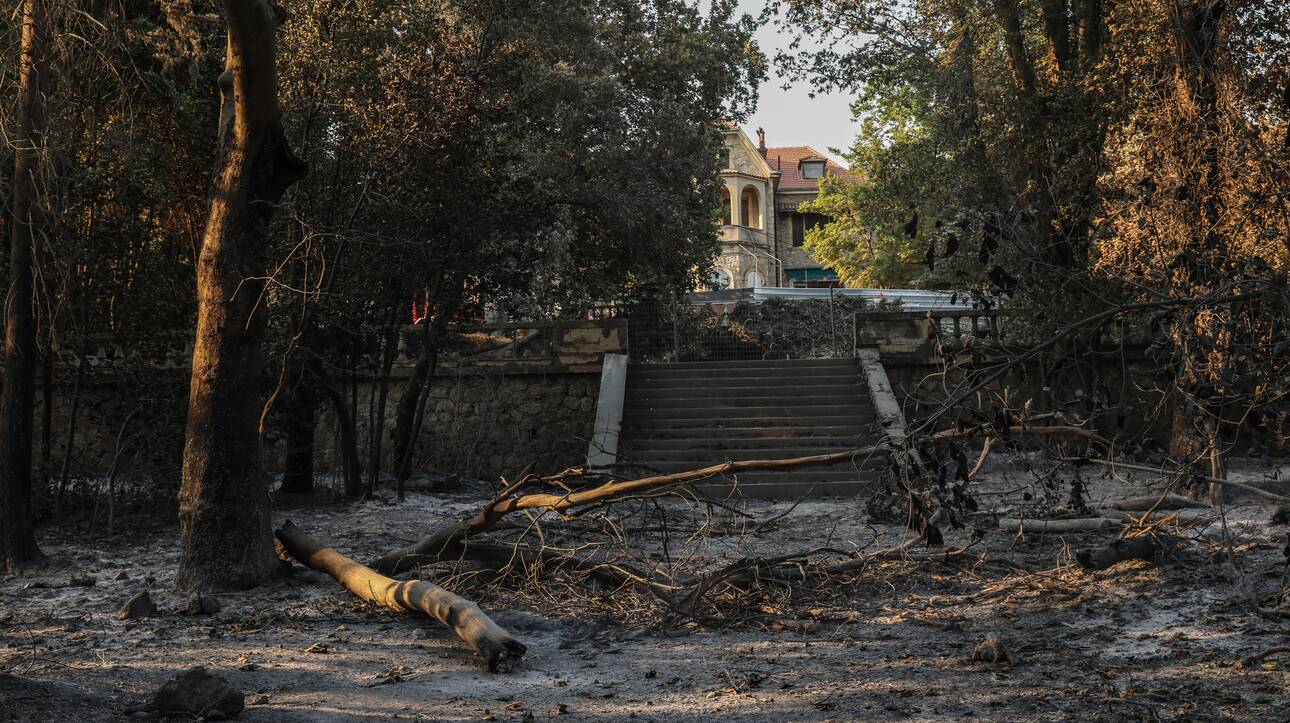 Το Τατόι μετά τις φωτιές – Ο απολογισμός, τα σχέδια και το στοίχημα