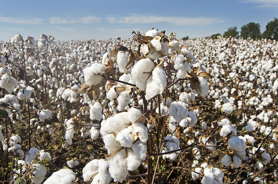 Cotton – The national strategy for cultivation, processing and marketing is being put up for public consultation