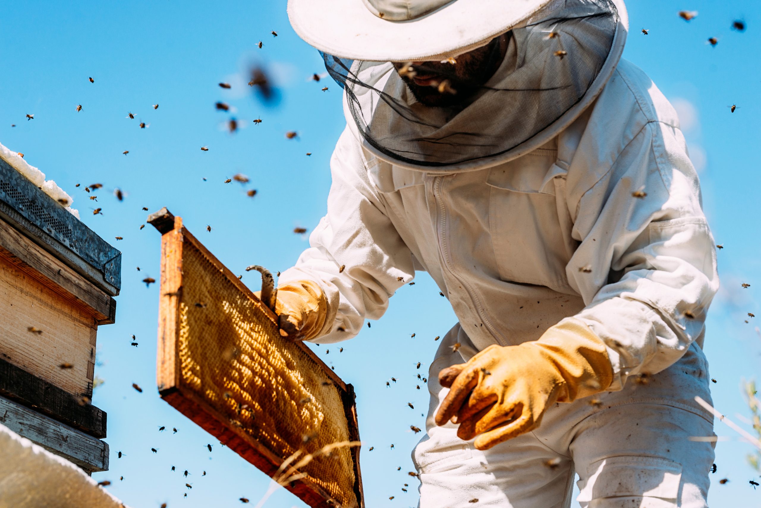 Όμιλος Ηρακλής – Στηρίζει τους μελισσοκόμους της Β. Εύβοιας
