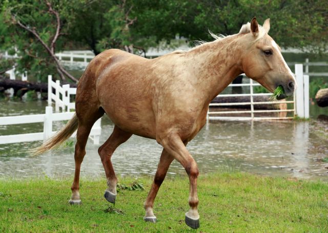 Τα άλογα «πηγή» θεραπείας για την COVID-19