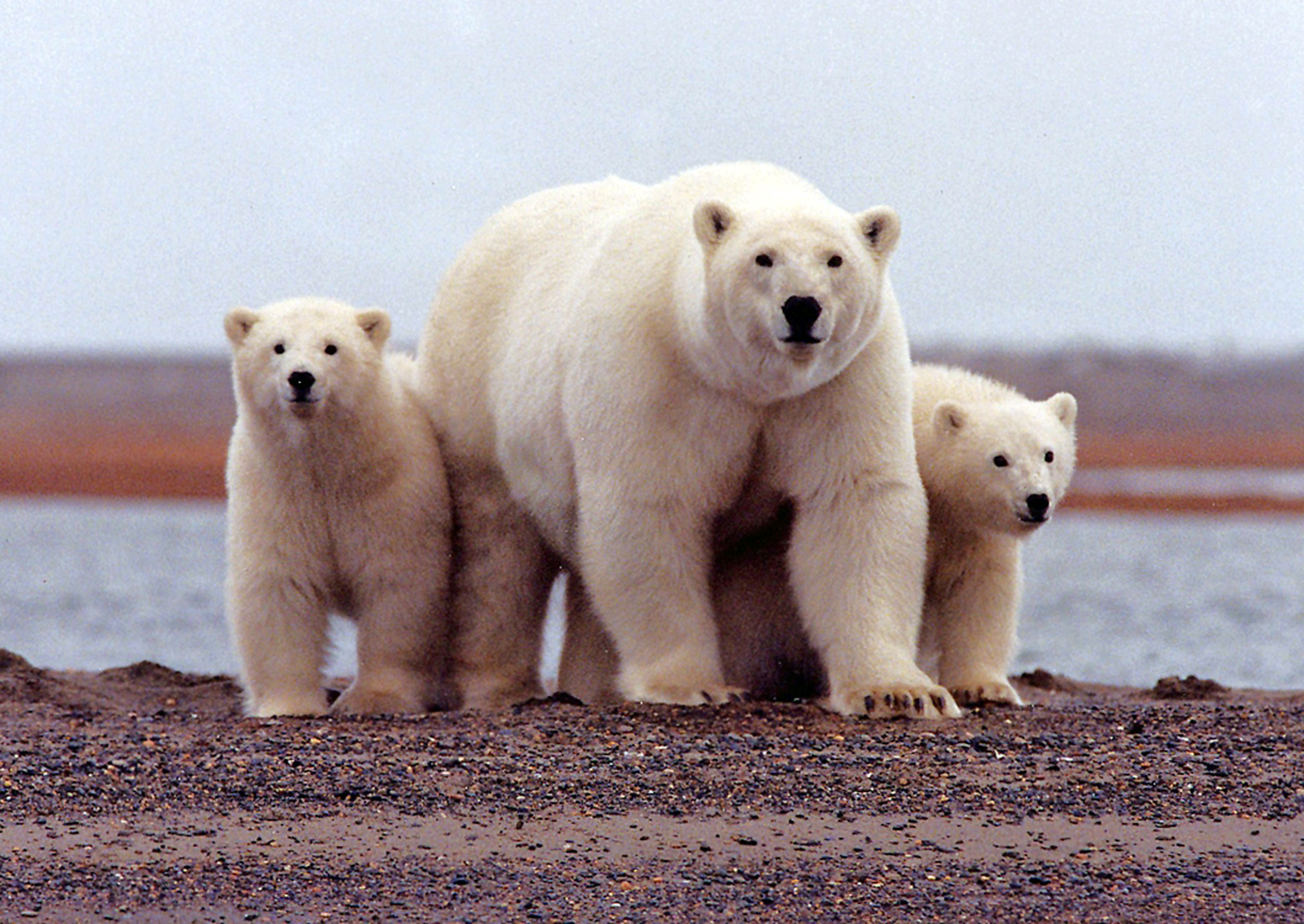 Κλιματική αλλαγή: Κινδυνεύουν οι πολικές αρκούδες