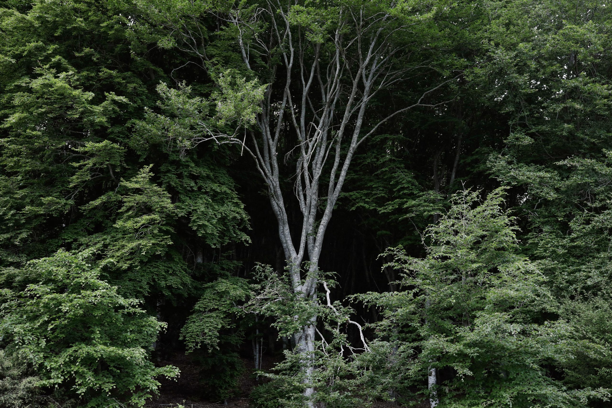 ΤΑΙΠΕΔ: Ολοκληρώθηκε «σε χρόνο ρεκόρ» το σχέδιο προστασίας δασών Anti-Nero