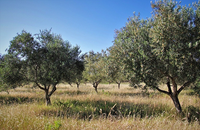 Γεράκι Λακωνίας – Έντονη ανησυχία λόγω της ακαρπίας των ελαιοδένδρων