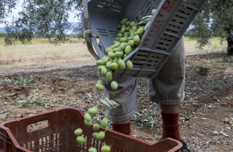 ΥπΑΑΤ: Αυτή είναι η απόφαση για την Ελιά Καλαμών