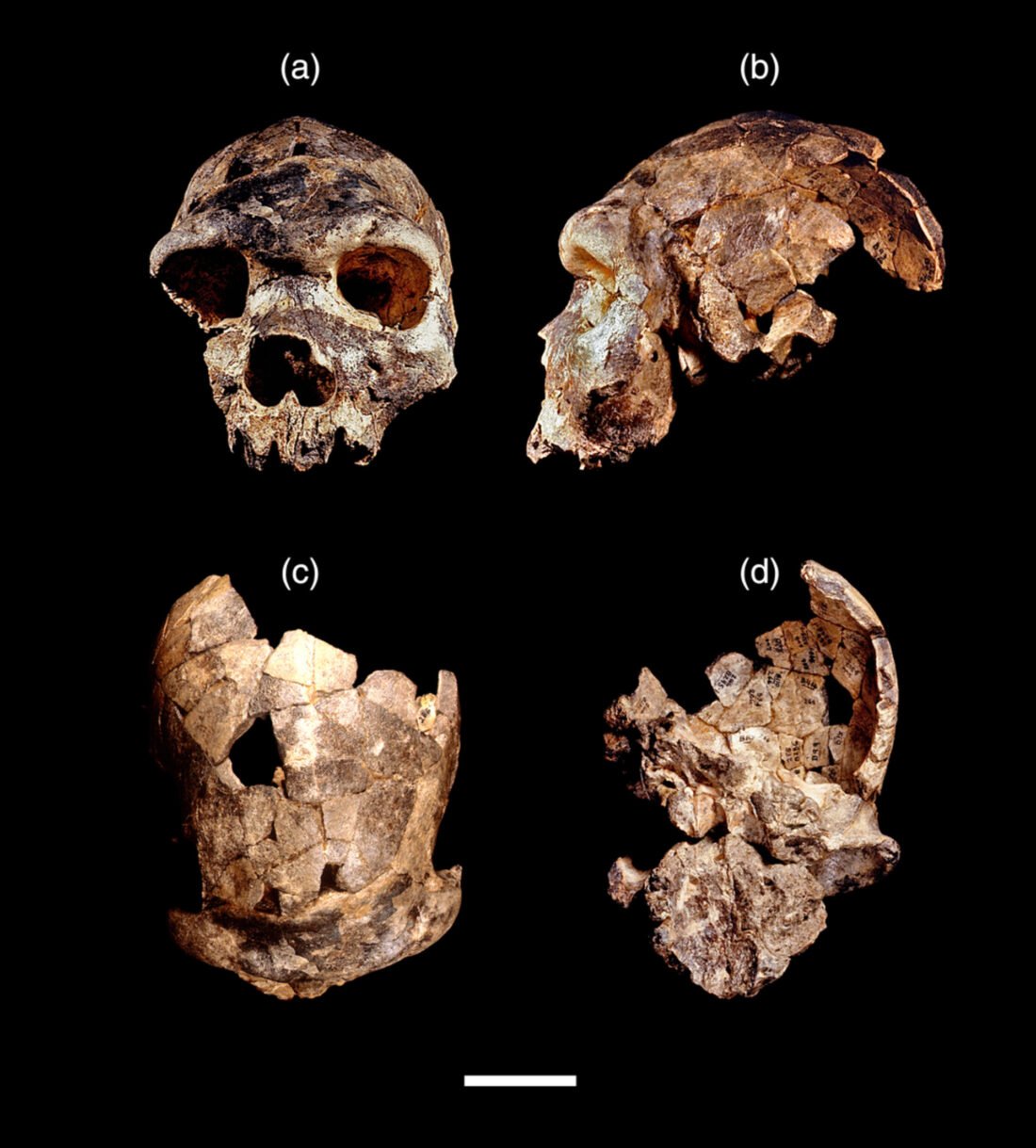Homo bodoensis – Ανακαλύφθηκε νέος πρόγονος του ανθρώπου