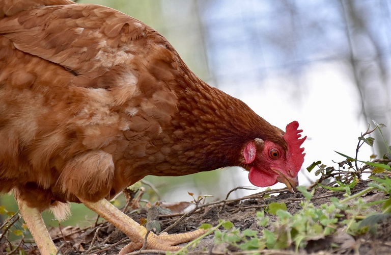 Πτηνοτροφία – Σοβαρό το πλήγμα από το ενεργειακό κόστος