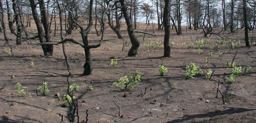 Σκυλακάκης: Με επιδοτήσεις ο καθαρισμός των δασών – Το σχέδιο πρόληψης για τις πυρκαγιές