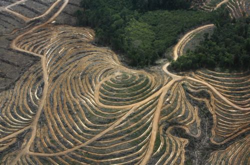 Ινδονησία – Στροφή 180 μοιρών από τη συμφωνία της Γλασκόβης για την αποψίλωση των δασών