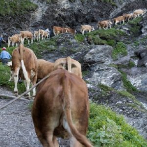 ΥΠΑΑΤ: Σε 180 εκτροφές η κλινική επιτήρηση για τον αφθώδη πυρετό στη Λέσβο