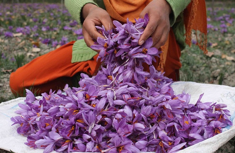 Kozani Saffron prices up by 10%