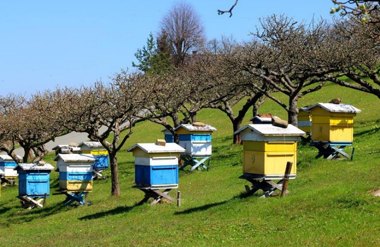 North Evia: Priority fishing shelters, beekeeping parks and abatoirs