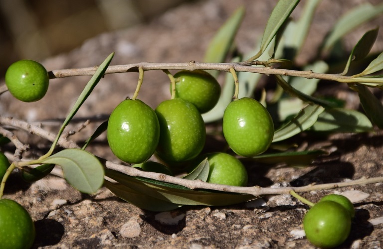 Το μέλλον της βρώσιμης πράσινης ελιάς Χαλκιδικής