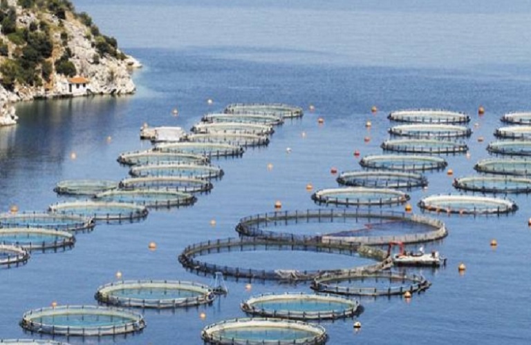 Fish farming – Greek fish emerge as the country’s export lever