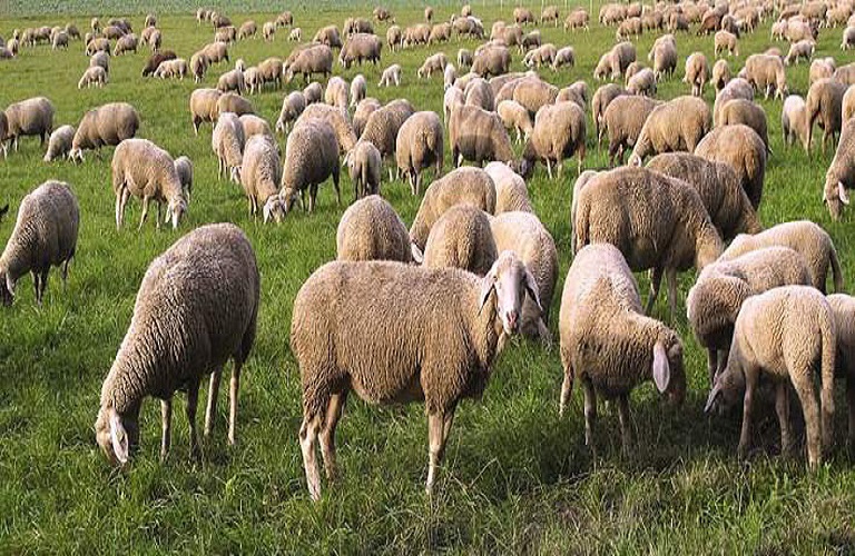 Εξισωτική αποζημίωση – Στα 267 εκατ. ευρώ τελικά ο προϋπολογισμός