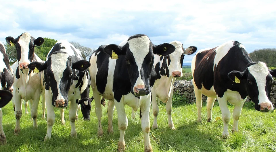 Ολλανδία – Σχέδιο για την κάθετη μείωση των αγροτικών ζώων για να μειωθεί το άζωτο που «πνίγει» τη χώρα