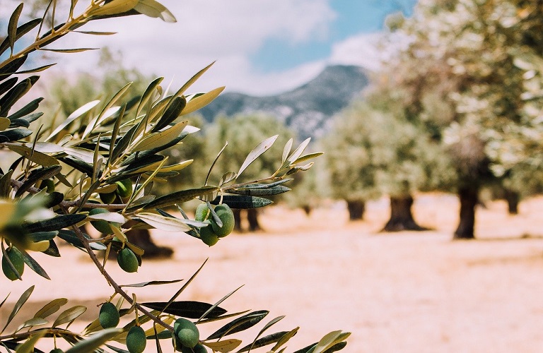 Ελαιοκαλλιέργεια με φιλοπεριβαλλοντικό πρόσημο