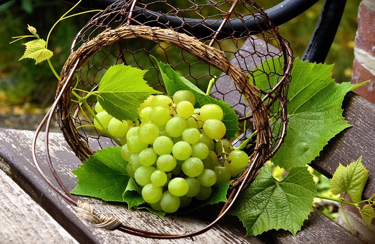 Grapes – Overview of Greek vineyards – The special characteristics of the wines