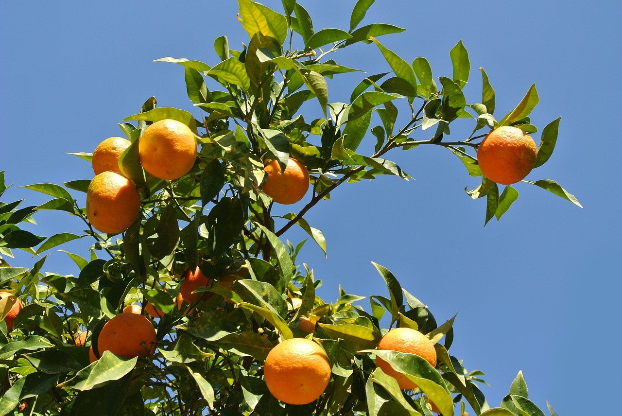 Plan-proposal for the inclusion of citrus producers in the State Financial Subsidy Program