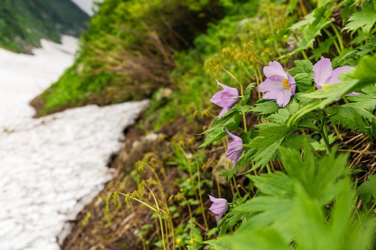 Rare endemic plants of Crete enter systematic cultivation