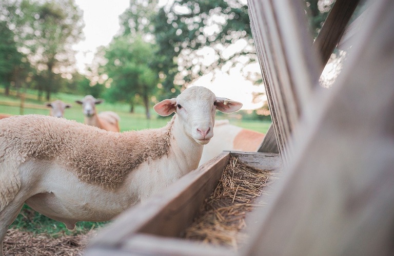 Αιγοπρόβατα – Διορθώσεις σφαλμάτων για την χορήγηση συνδεδεμένης ενίσχυσης