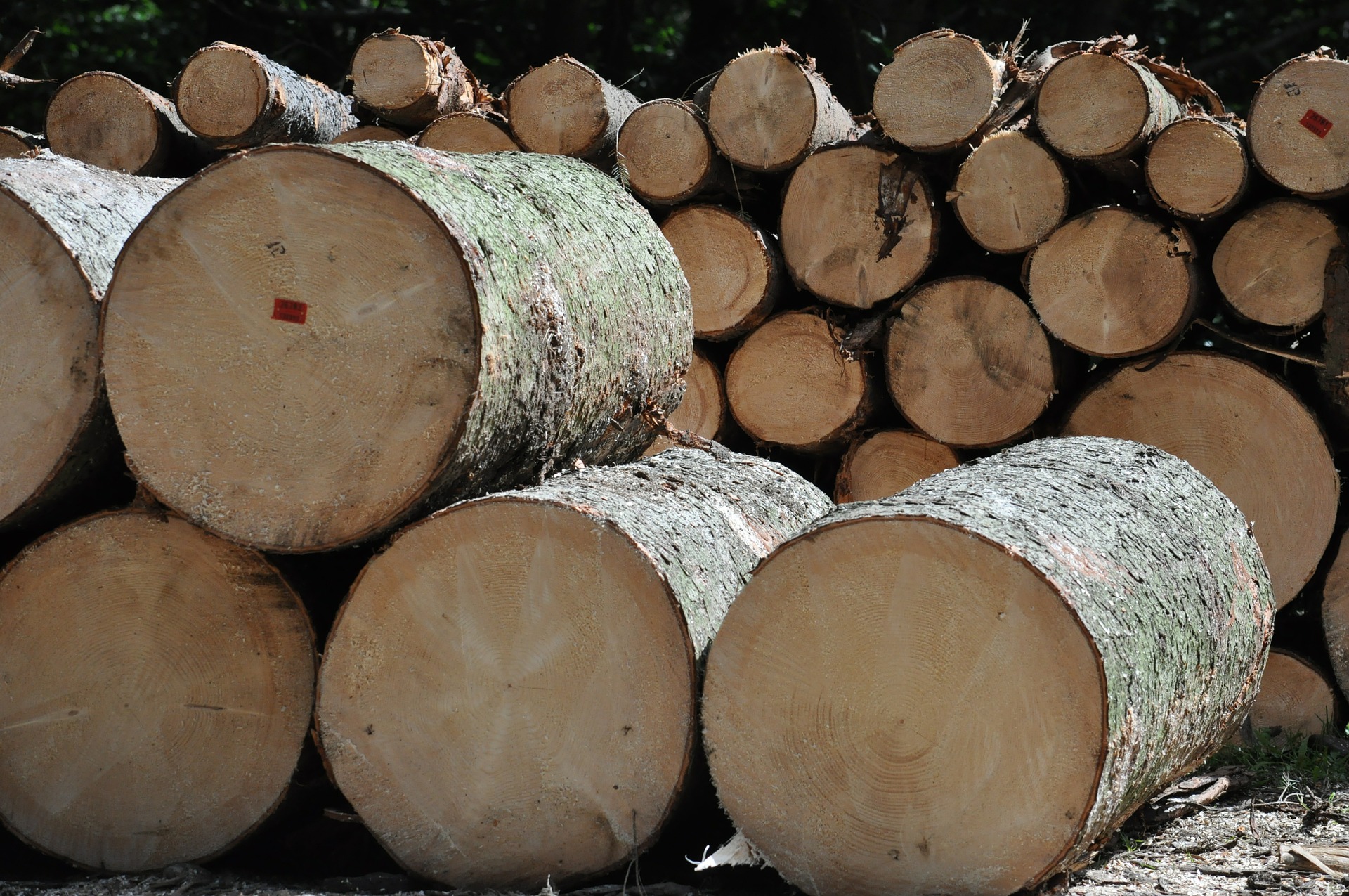 ΕΕ – Η παραγωγή στρογγυλής ξυλείας αυξήθηκε κατά 21% σε 20 χρόνια – Οι 5 κορυφαίοι παραγωγοί