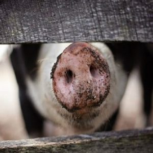 ΥπΑΑΤ: Έως 25 Μαΐου οι αιτήσεις ανάκλησης – τροποποίησης για την ευζωία χοίρων