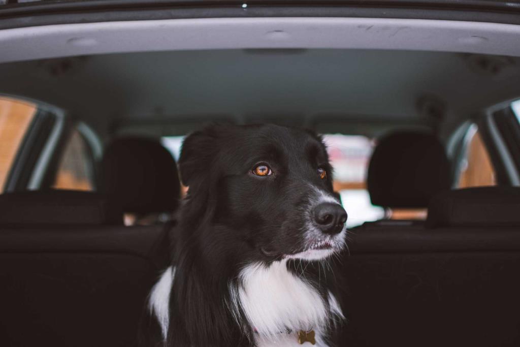 Σε ποια θέση του αυτοκινήτου ένας σκύλος νιώθει πιο χαλαρός;