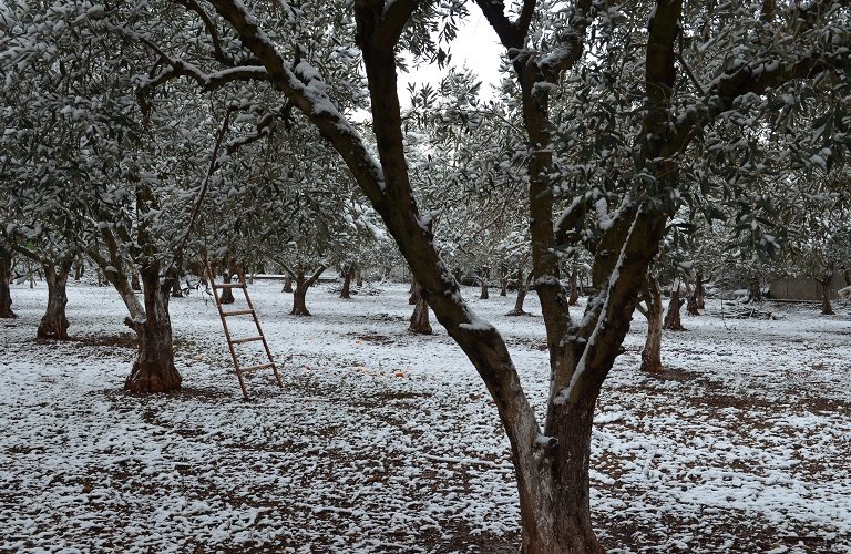 Δενδροκαλλιέργεια: Καλλιεργητικές φροντίδες μετά από τον παγετό