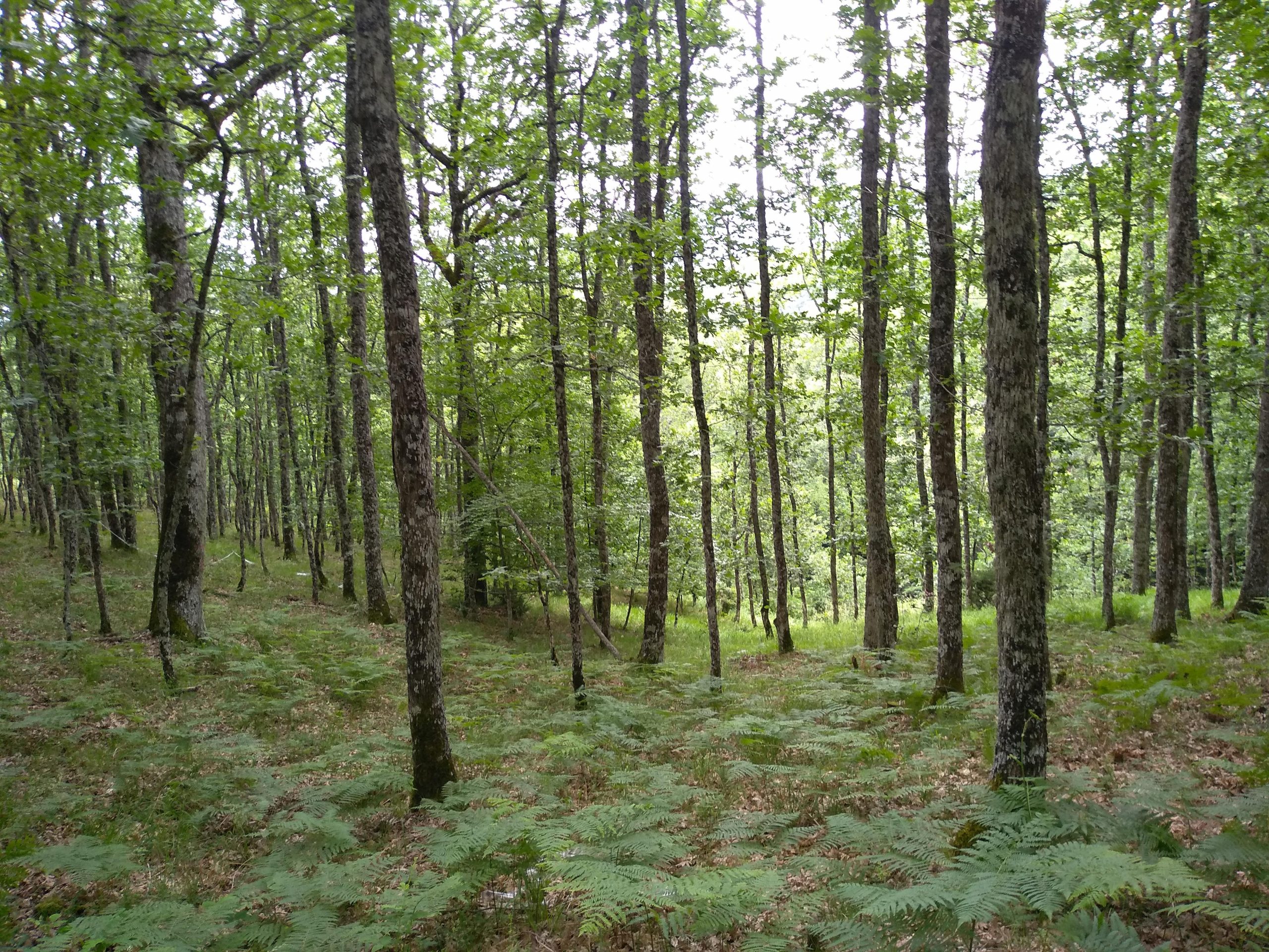 Κλιματική αλλαγή: Μελέτη δείχνει πόσο συνεισφέρουν τα ελληνικά δάση στη μείωση του φαινομένου