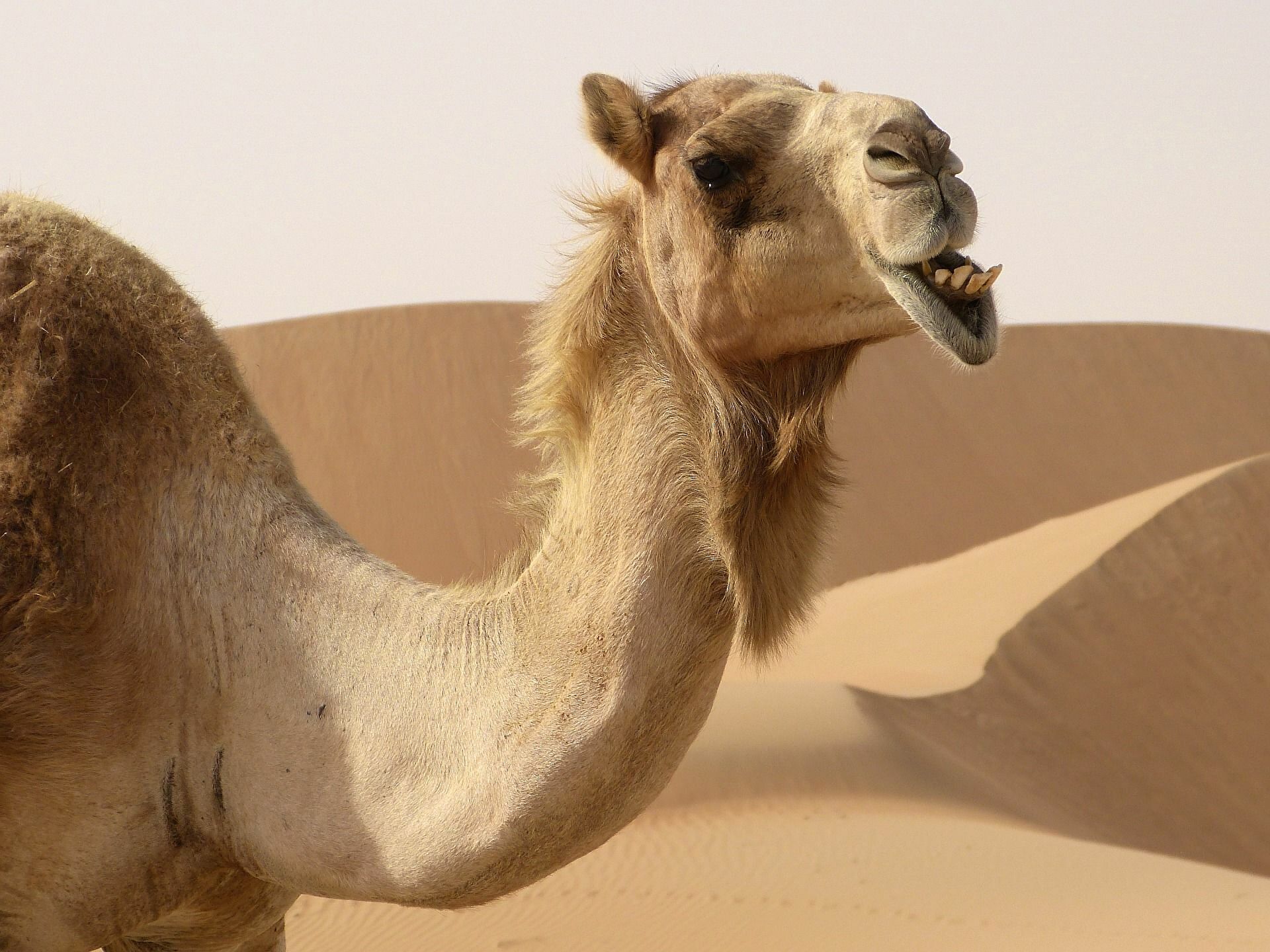Σαουδική Αραβία – Το πρώτο ξενοδοχείο για… καμήλες στη μέση της ερήμου