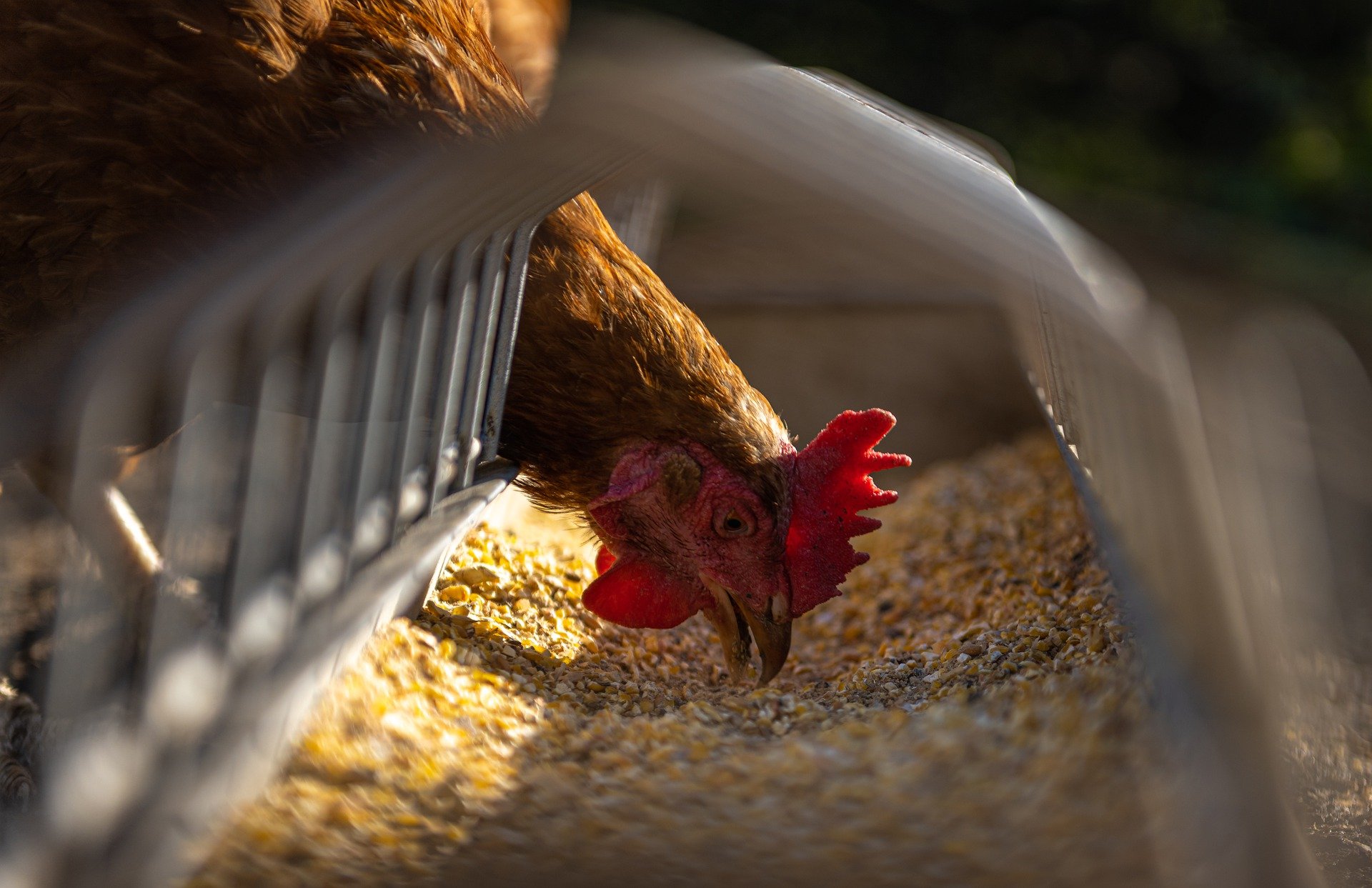 Ολλανδία: Πάνω από 200.000 πουλερικά θα θανατωθούν λόγω γρίπης των πτηνών