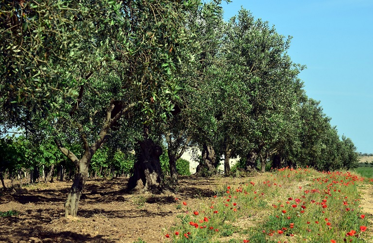 Δενδροκαλλιέργειες – Πώς θα αποζημιωθούν για τις πυρκαγιές