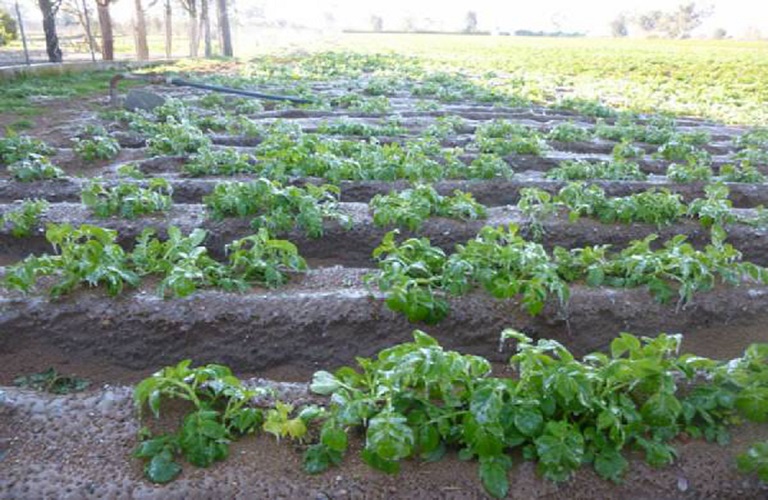 Potatoes: Significant damage to early plantings